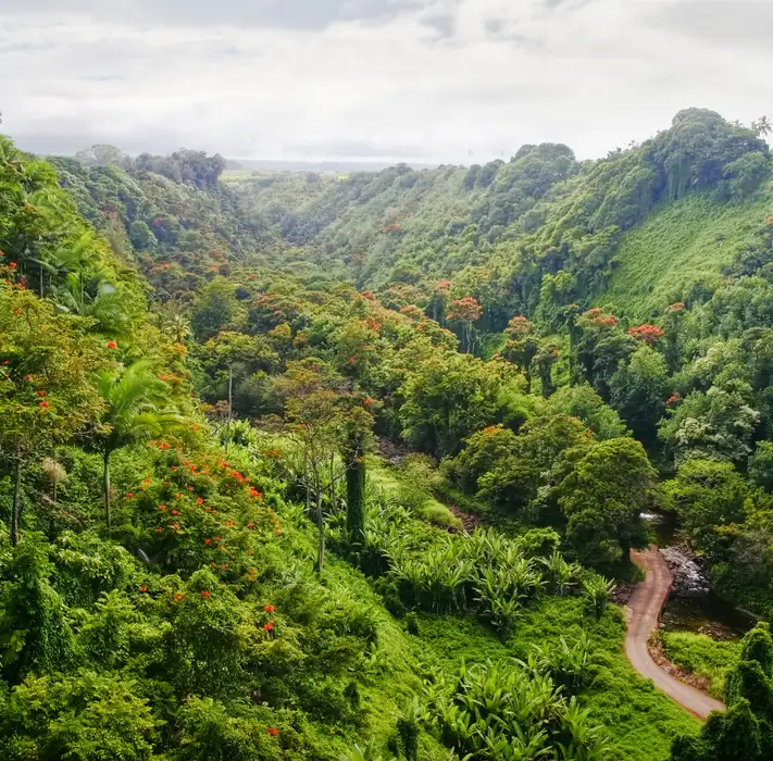 Top 5 Best Jungles to Visit in the World
