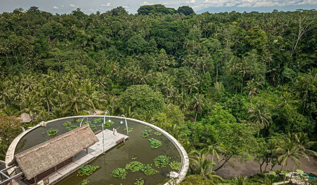 Rooftop Lotus Pond 