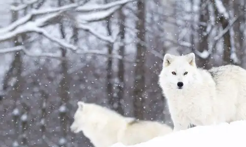 The Arctic