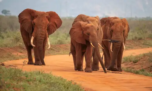 Tsavo National Park 