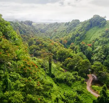 Top 5 Best Jungles to Visit in the World