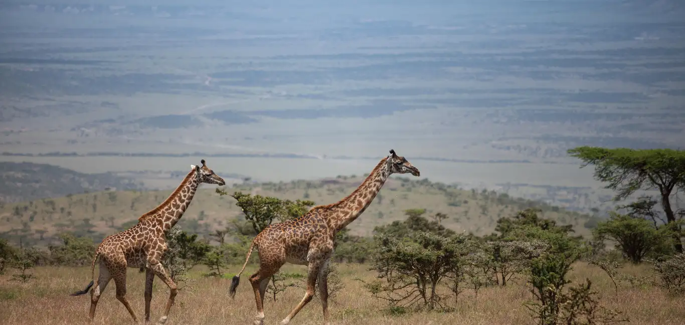 Elewana Serengeti Pioneer Camp : Elewana Serengeti Pioneer Camp