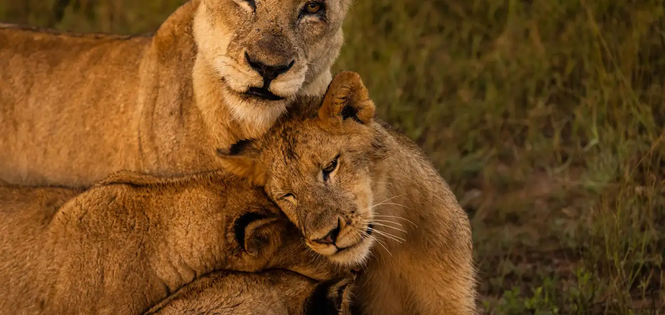 Ulusaba Private Game Reserve : Lions