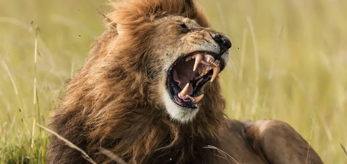 Little Elephant Pepper Camp : Roaring lion