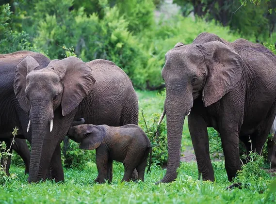 Icons of Southern Africa