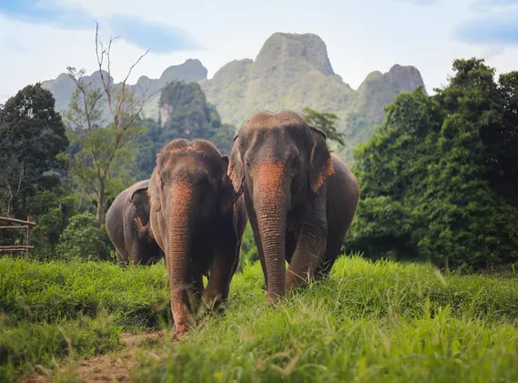 Thailand's Wild Wonders: A Luxury Family Adventure