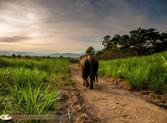 Ethical Elephant & Beach Experience
