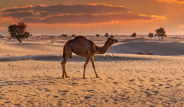 Wildlife Encounters at The Ritz-Carlton Ras Al Khaimah, Al Wadi Desert