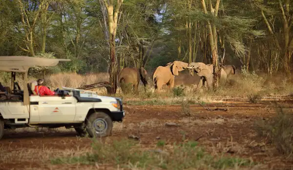 Safari at Finch Hattons Luxury Tented Camp