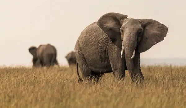 Safari at Little Elephant Pepper Camp