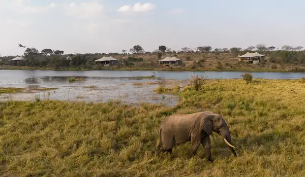 Wildlife Encounters at N’weti Camp at Sandringham Private Game Reserve