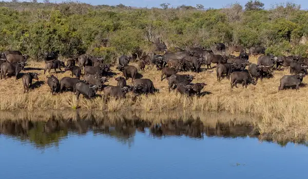 Wildlife Encounters at Shisaka Camp at Sandringham Private Game Reserve