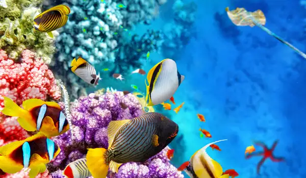 Scuba Diving at Velaa Private Island