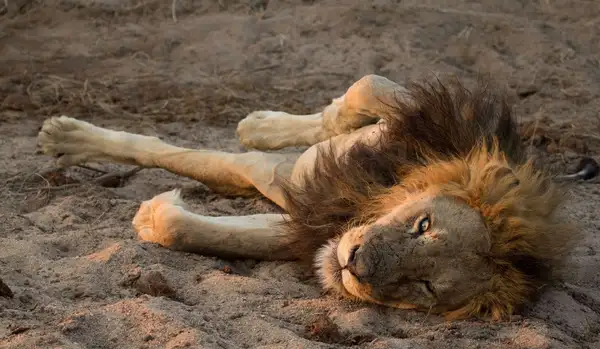 Safari at Ulusaba Private Game Reserve