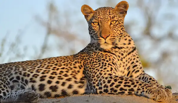 Wildlife Encounters at Shisaka Camp at Sandringham Private Game Reserve