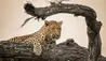 Saseka Tented Camp : Safari
