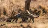 Elewana Lewa Safari Camp : Cheetah