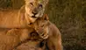 Ulusaba Private Game Reserve : Lions