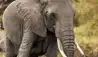 Little Elephant Pepper Camp : Elephant