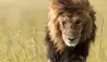 Little Elephant Pepper Camp : African lion