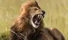 Little Elephant Pepper Camp : Roaring lion