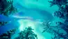 Octola Lodge & Private Wilderness : Octola 2 - northern lights