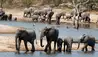 Ulusaba Private Game Reserve : Elephants at the watering hole 
