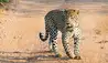 Ulusaba Private Game Reserve : Leopard 