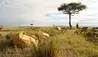 Elewana Elephant Pepper Camp : Sundowner