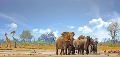 Icons of Southern Africa