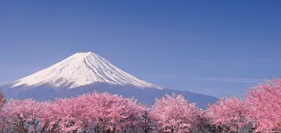Wendy Wu Discover Japan: Cherry Blossom Season & Dubai Retreat