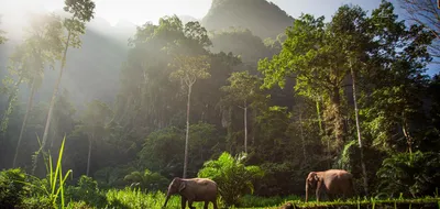 Thailand's Wild Wonders: A Luxury Family Adventure