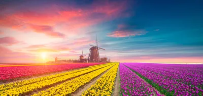 Holland & Belgium at Tulip Time