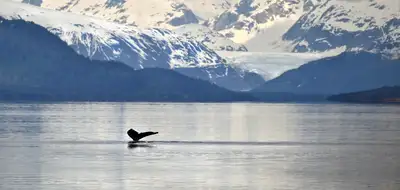 Alaska to the Canadian Rockies by Sea, Rail and Road