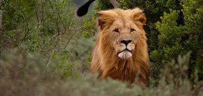 One&Only Cape Town and Shamwari Private Game Reserve